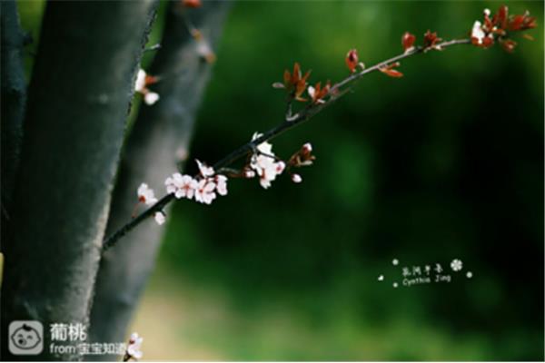 时有幽花一树明