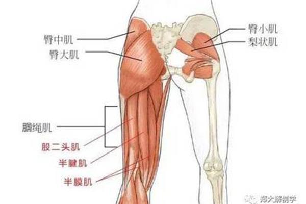 肌的辅助结构