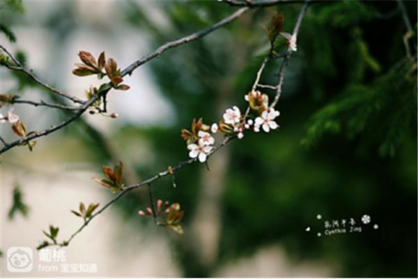 时有幽花一树明
