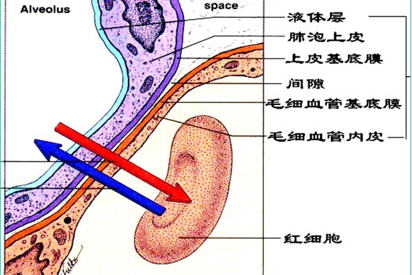 呼吸膜的六层结构