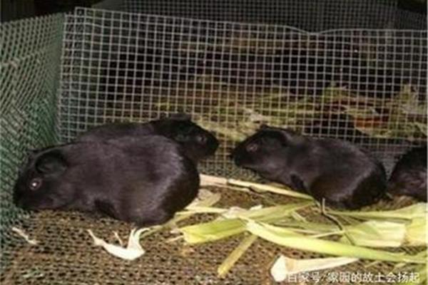 天竺鼠怎么养