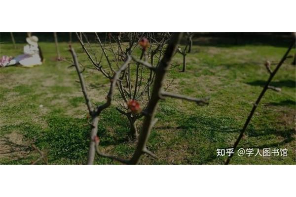 春天种下一颗种子