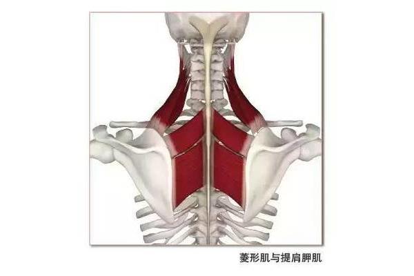 肌的辅助结构