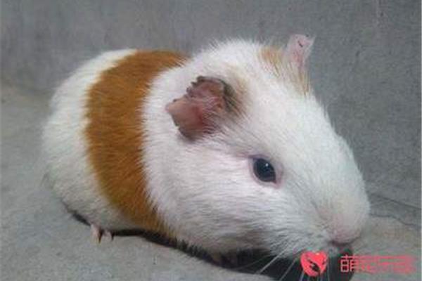 天竺鼠怎么养
