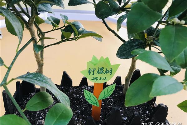 春天种下一颗种子