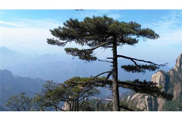 亭亭山上松