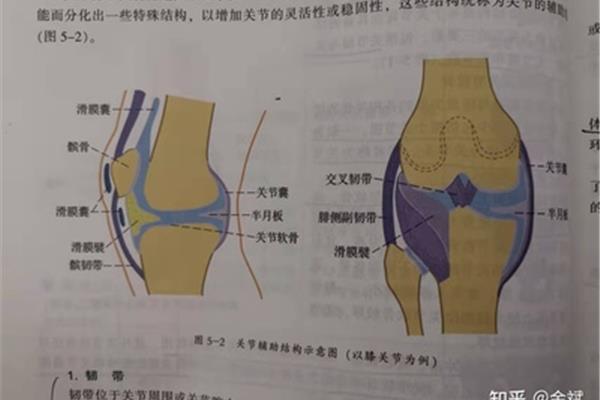 肌的辅助结构