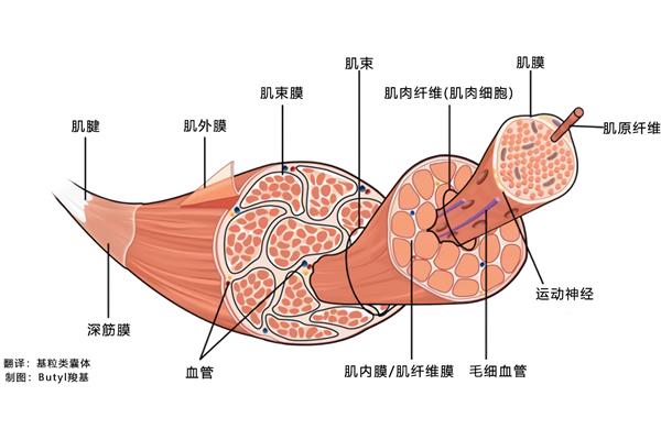 肌的辅助结构