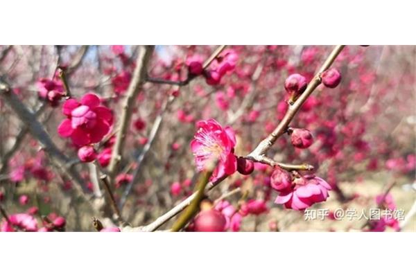 春天种下一颗种子