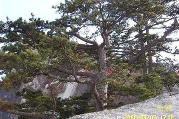 亭亭山上松