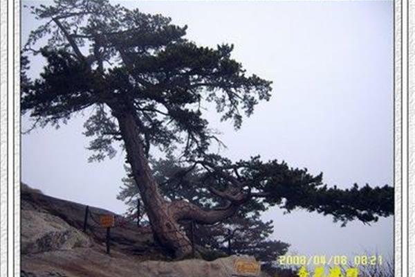 亭亭山上松