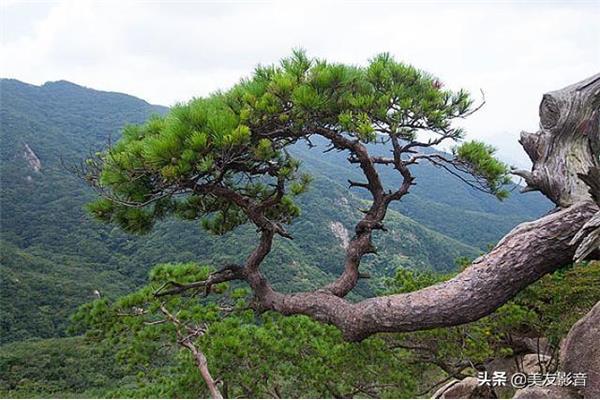 亭亭山上松