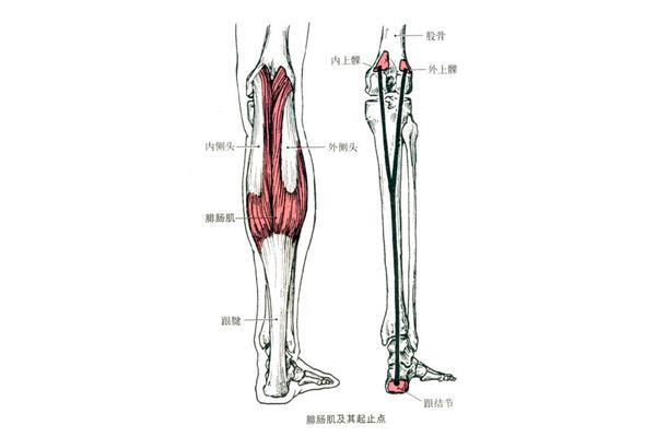 肌的辅助结构