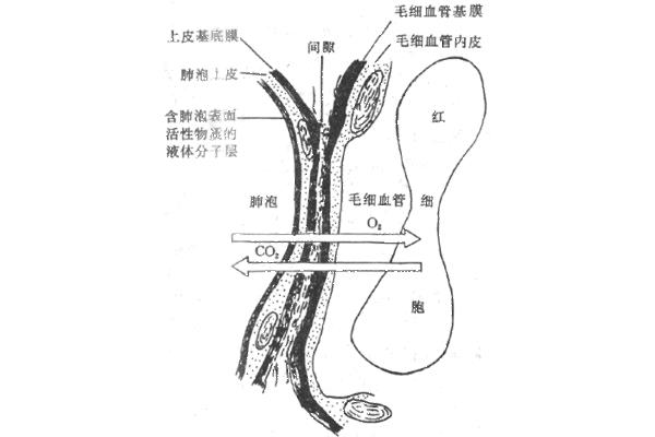 呼吸膜的六层结构