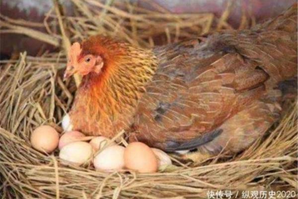 养什么处优