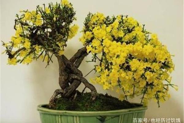 什么样的迎春花