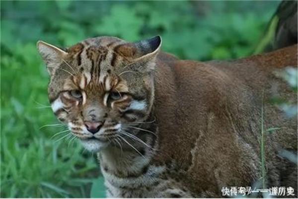 猫属于什么科