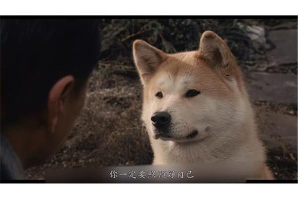 电影忠犬八公