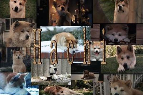 电影忠犬八公