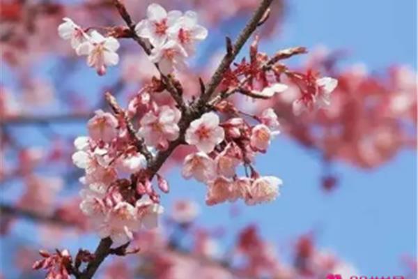 形容桃花的诗句