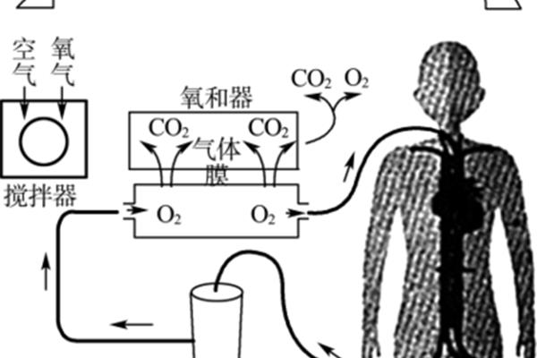 气体交换的原理