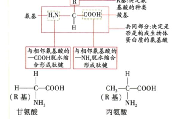 氨基酸结构特点
