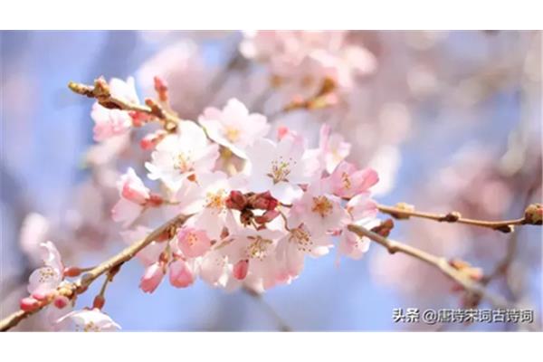 形容桃花的诗句