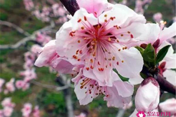 形容桃花的诗句