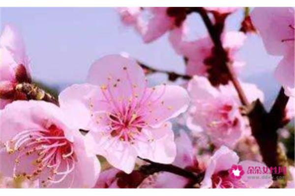 形容桃花的诗句