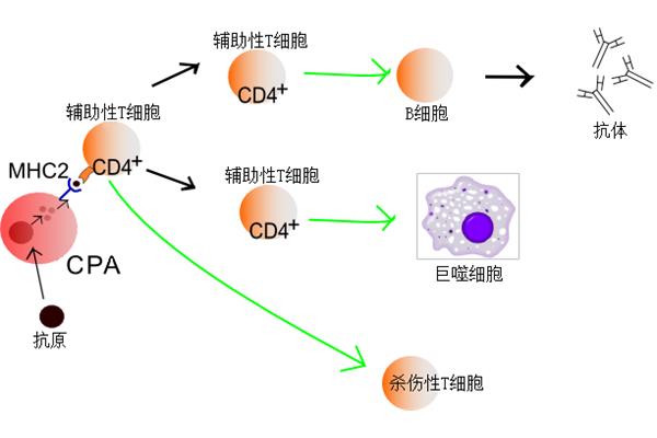 辅助T细胞