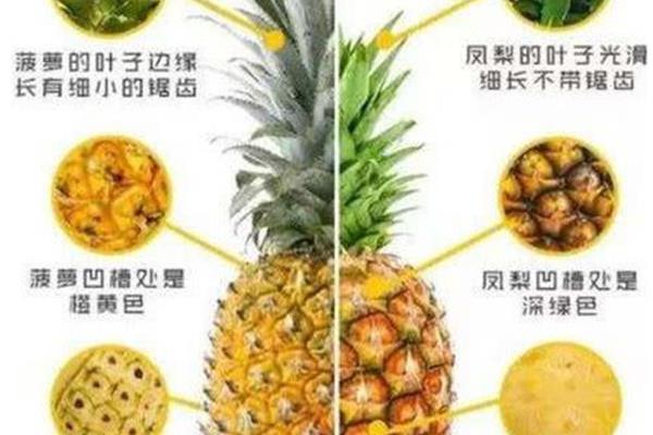 菠萝的功效与作用
