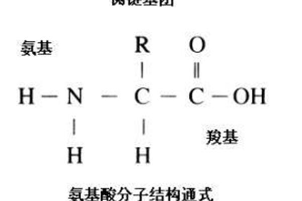 氨基酸结构特点