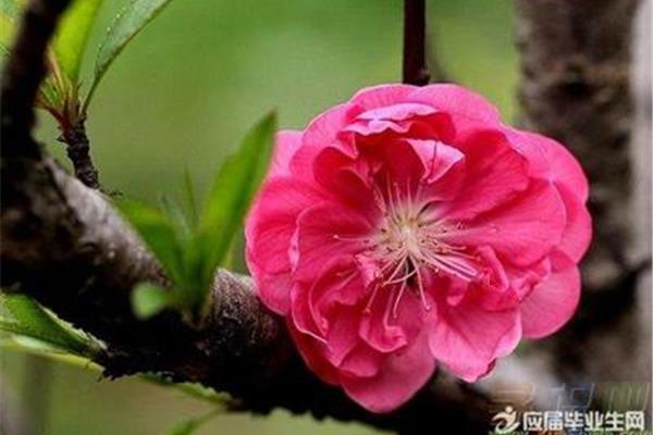 形容桃花的诗句