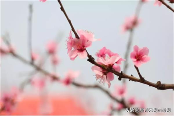 形容桃花的诗句