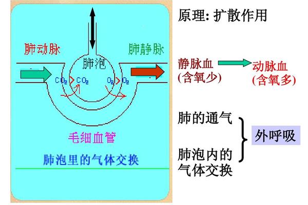 气体交换的原理
