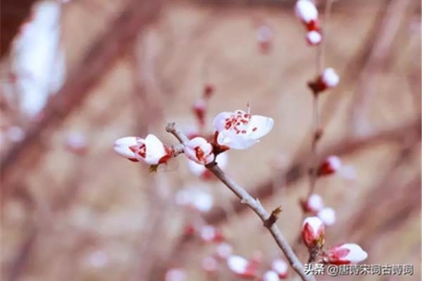 形容桃花的诗句