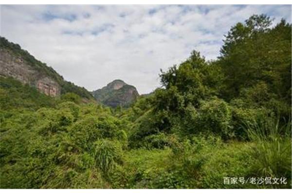 树木丛生百草丰茂
