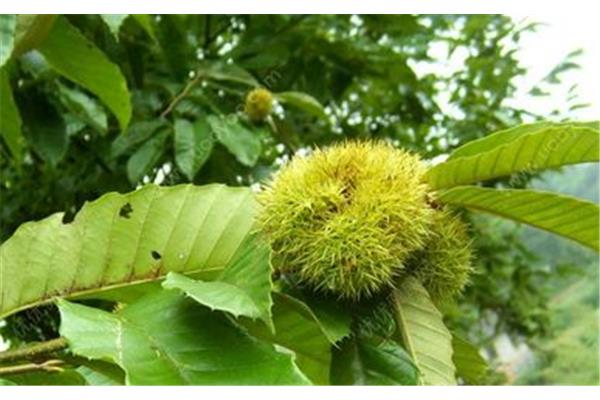 板栗什么季节成熟