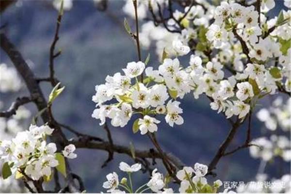 含有梨花的诗句