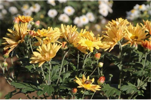 菊花是什么意思
