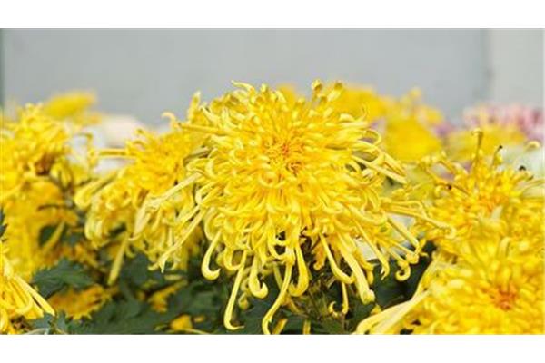菊花是什么意思