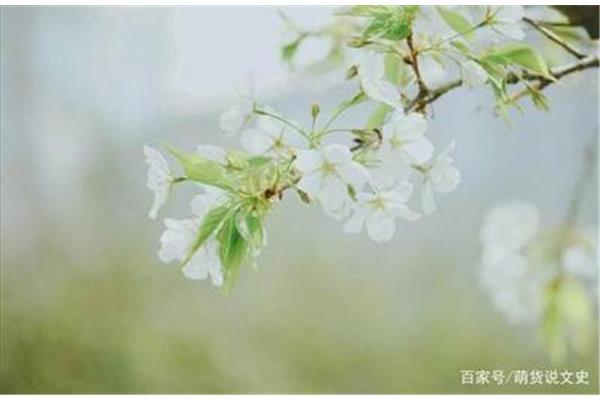含有梨花的诗句