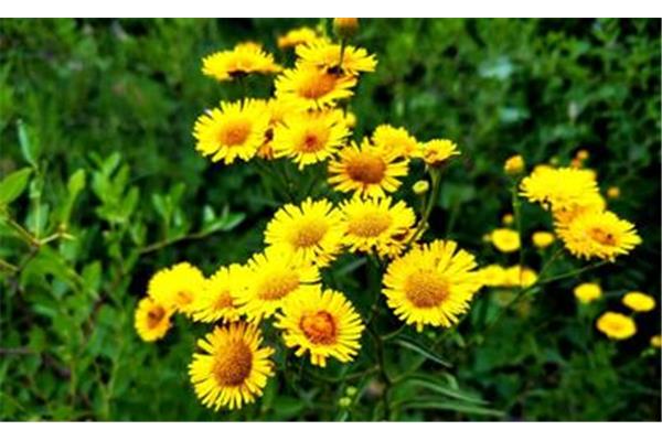 菊花是什么意思