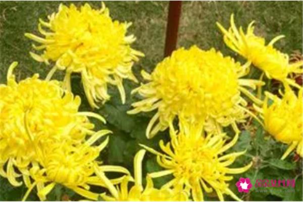 菊花是什么意思