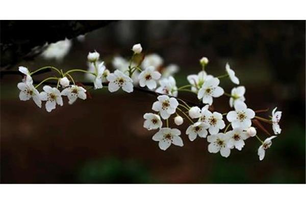 含有梨花的诗句