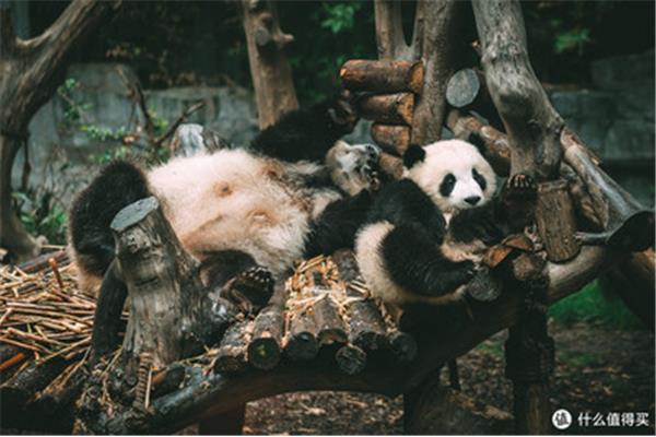 熊猫小时候