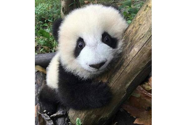 熊猫小时候