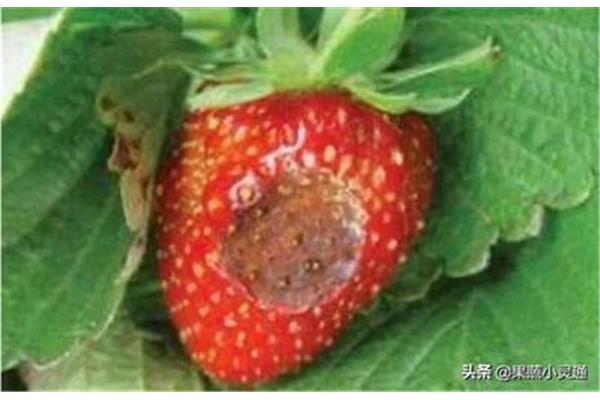 草莓炭疽病