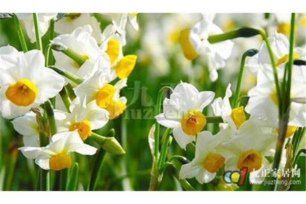 水仙花的特点