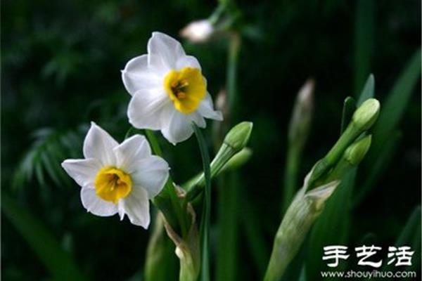 水仙花的特点